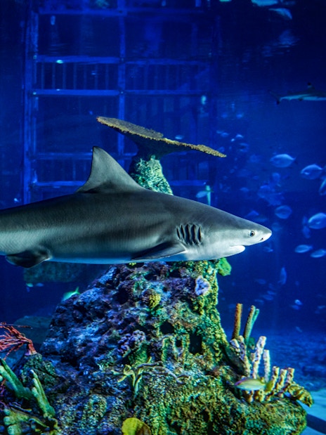 Shark swimming in an aquarium at Marine Safari Bali.