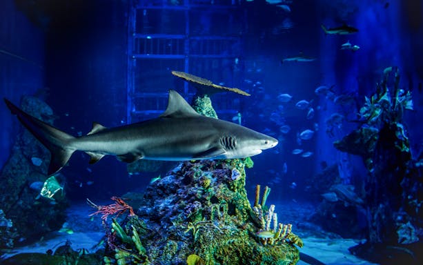 Shark swimming in an aquarium at Marine Safari Bali.