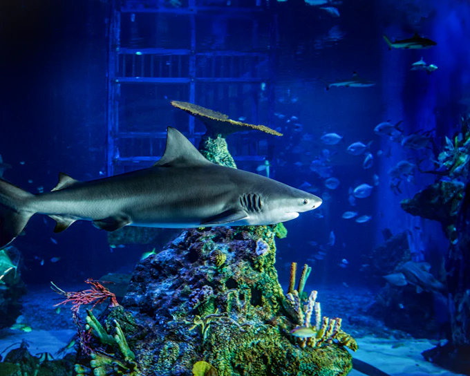 Bali Marine Park Tickets