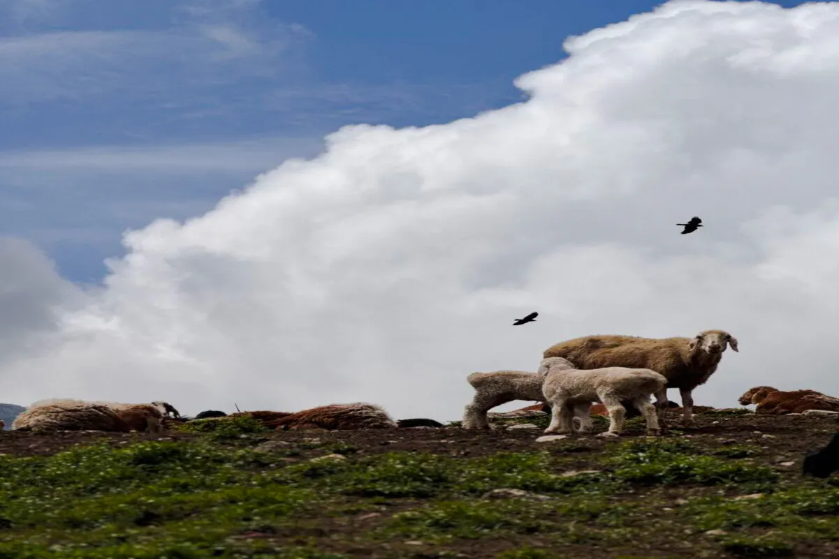 From Samarkand: Private Urgut Mountain Village and Tulip Fields Day Trip Image 7