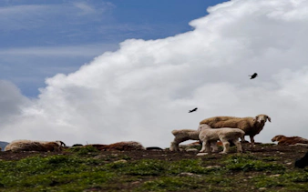 from samarkand: private urgut mountain village and tulip fields day trip-7