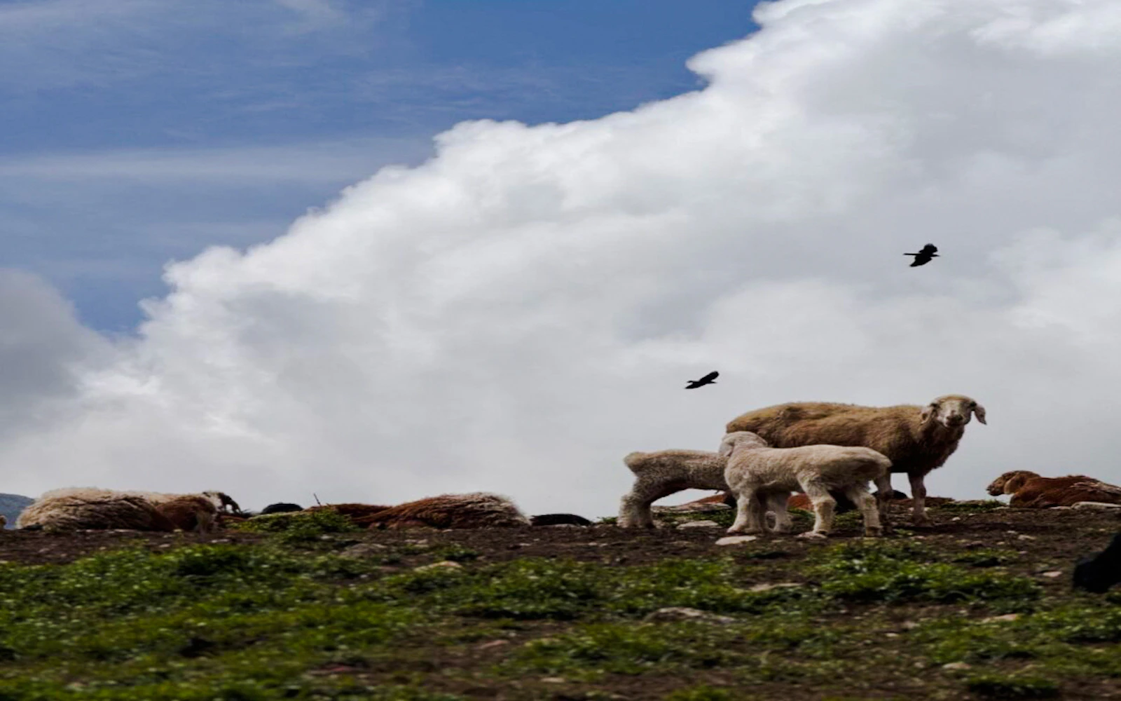 From Samarkand: Private Urgut Mountain Village and Tulip Fields Day Trip Image 7