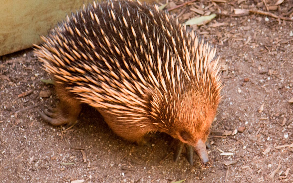 guided tour of healesville sanctuary & phillip island wildlife park with transfers-3 guided tour of healesville sanctuary & phillip island wildlife park with transfers-3