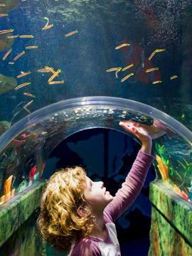 Child exploring underwater tunnel at SEA LIFE Melbourne.