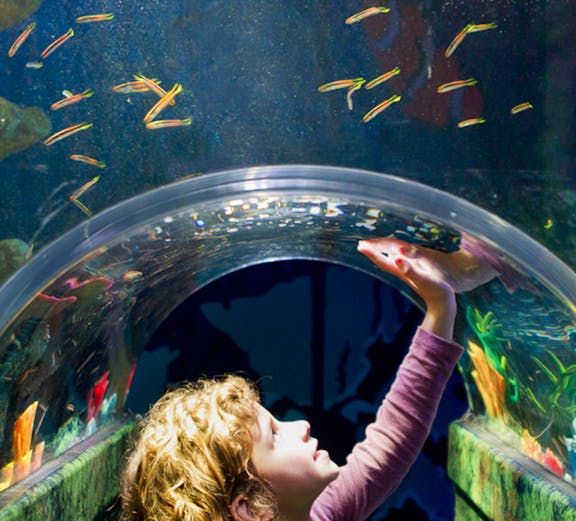 Child exploring underwater tunnel at SEA LIFE Melbourne.