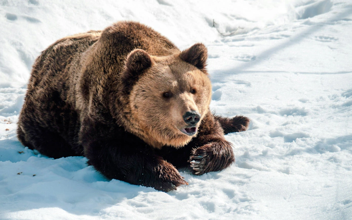 Eurasian brown bear resting on snow at the Alpine zoo.