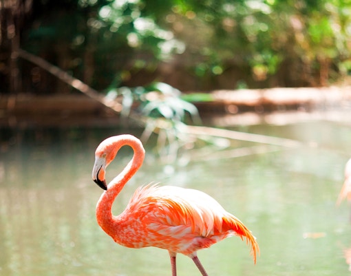Pink flamingo standing by water