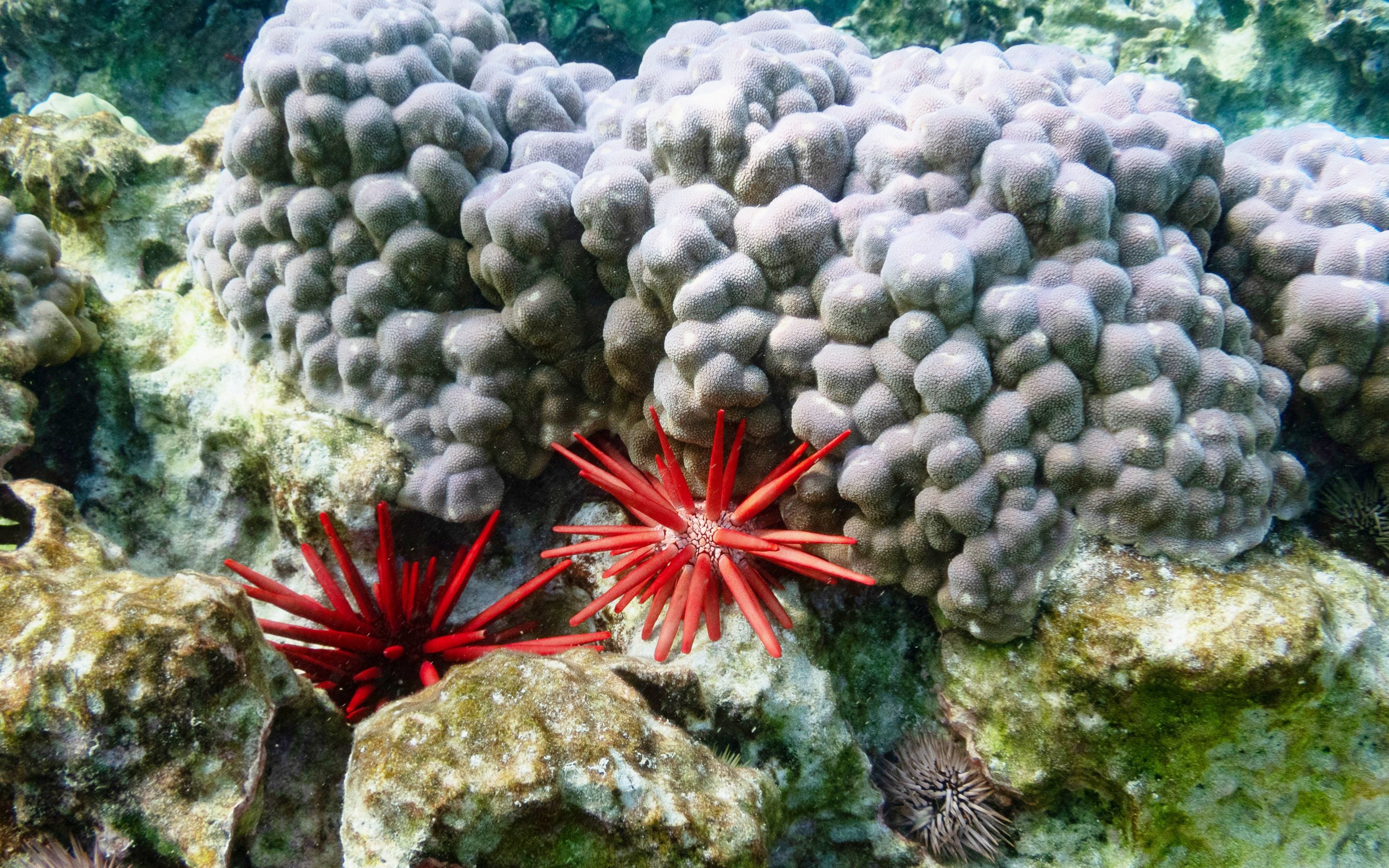 Molokai Fringing Coral Reef & Ancient Fishponds