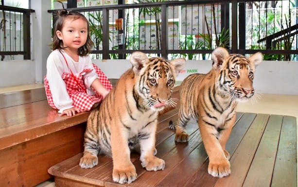 Child sitting with two tiger cubs at Tiger Park Pattaya.