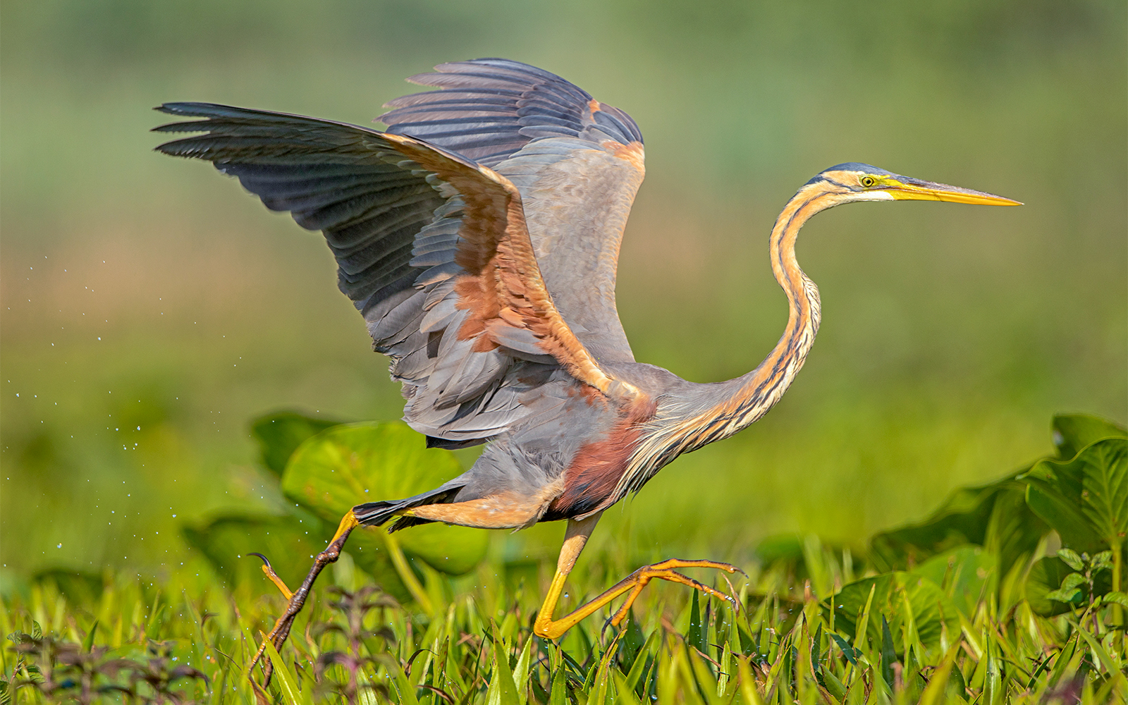 Payah Indah Discovery Wetlands