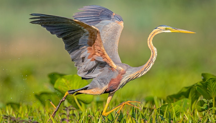 Payah Indah Discovery Wetlands