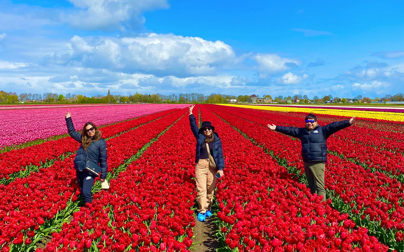 Visitors enjoying vibrant tulip fields on a small group tour from Amsterdam.