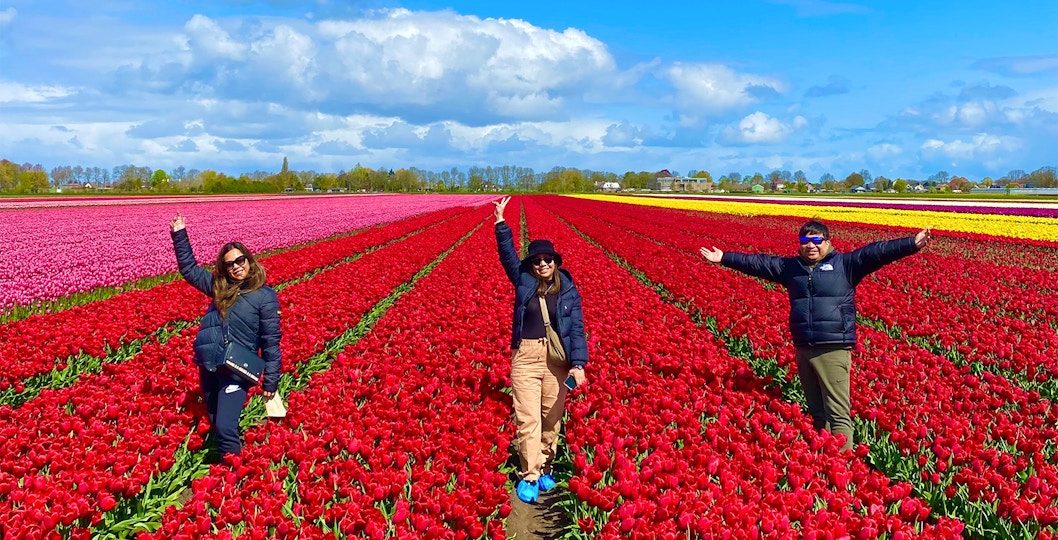 Visitors enjoying vibrant tulip fields on a small group tour from Amsterdam.