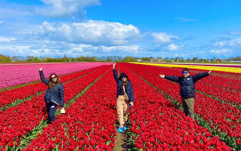 Visitors enjoying vibrant tulip fields on a small group tour from Amsterdam.