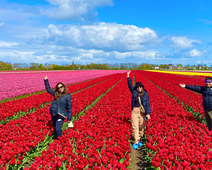 From Amsterdam: Small-Group Tulip Fields Tour with Lunch