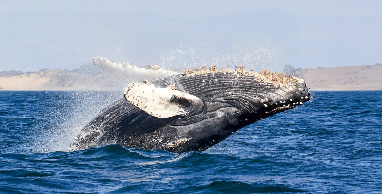 Avvistamento di balene a Vancouver