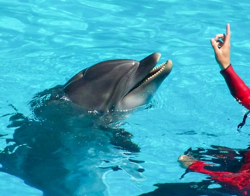 Dolphins performing at Oceanografic Valencia dolphin show.