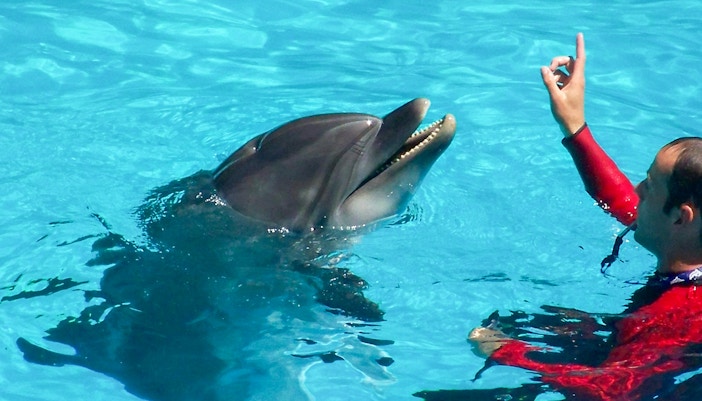 Shows at Oceanografic Valencia