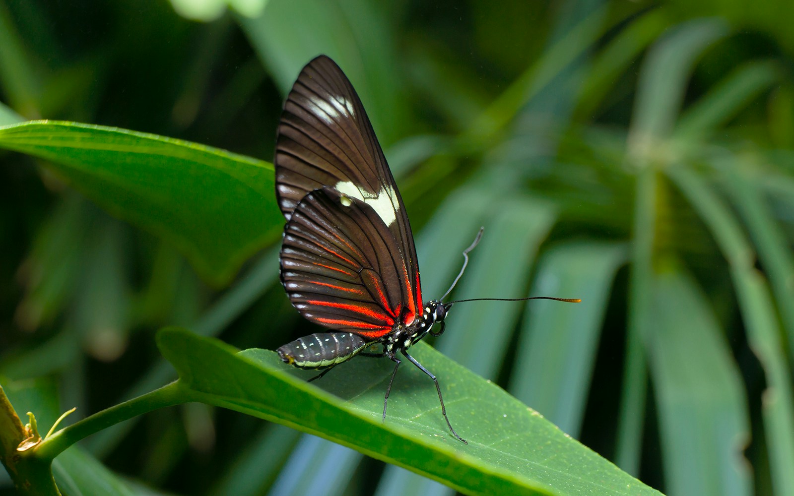 Butterfly with black and red wings perched on a green leaf.