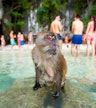 Monkey Beach