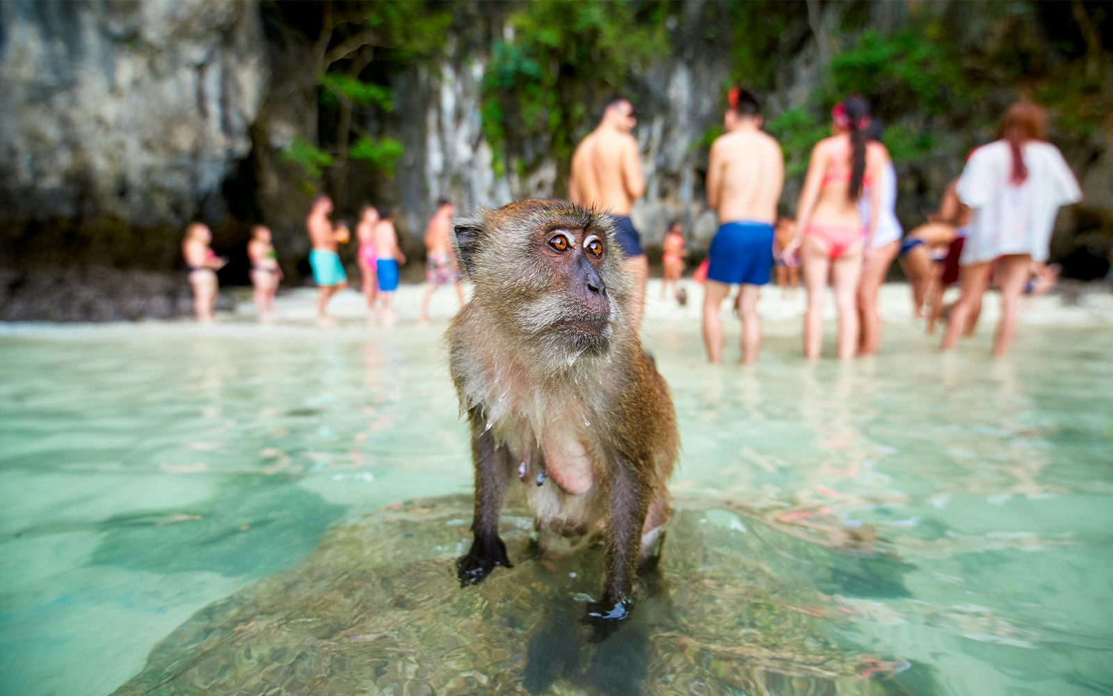 Monkey sitting on sand at Monkey Beach with tourists in the background.