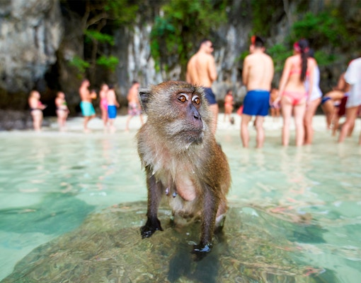 Monkey Beach