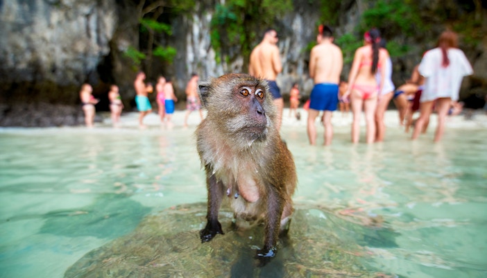 Monkey sitting on sand at Monkey Beach with tourists in the background