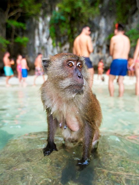 Monkey on rock at Monkey Beach with tourists in background.