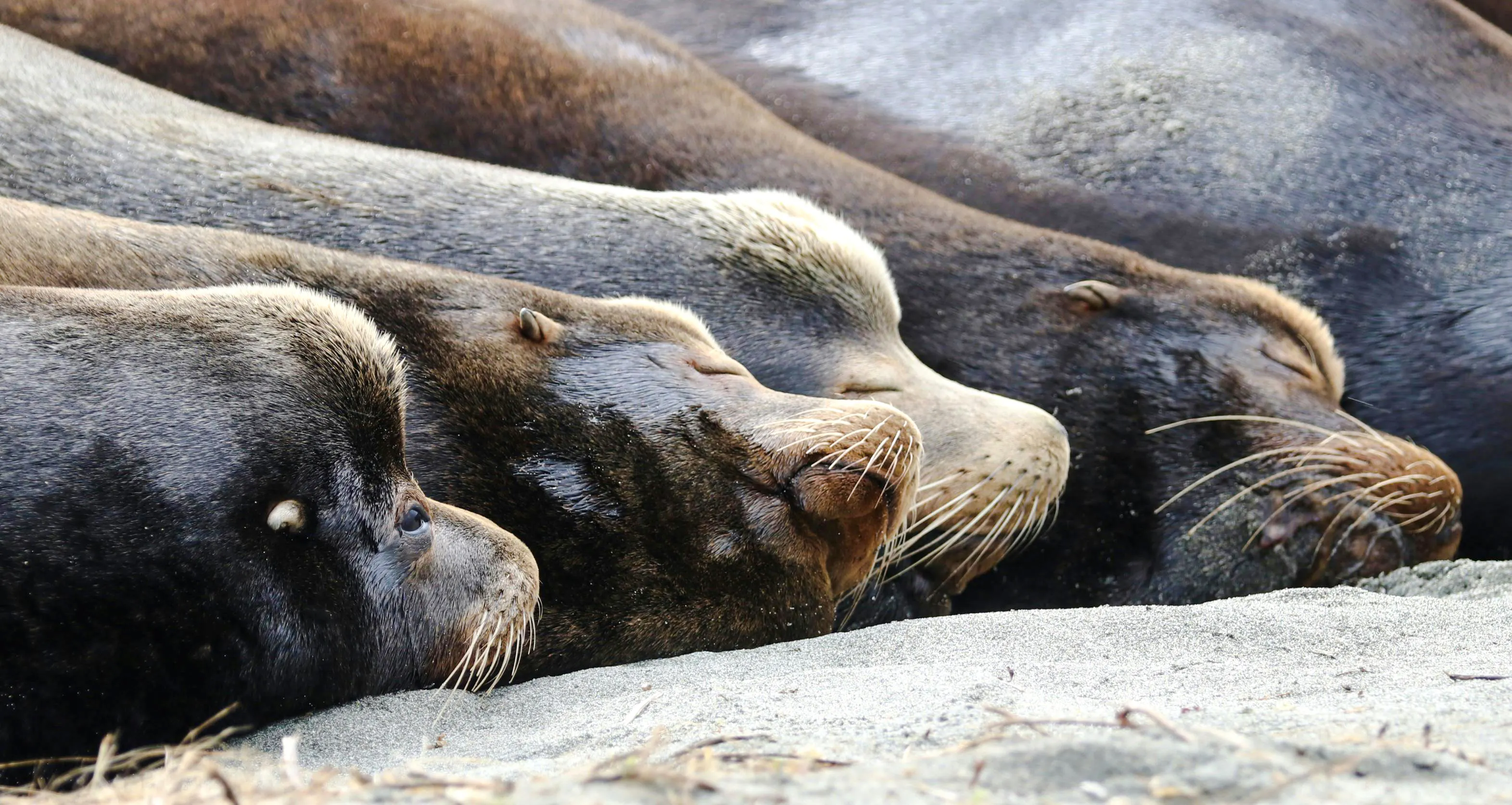 From Lima: Paracas Day Trip With Ballestas Islands Boat Tour, Dune Buggy & Sandboarding, Pisco Tasting & Lunch Image 9