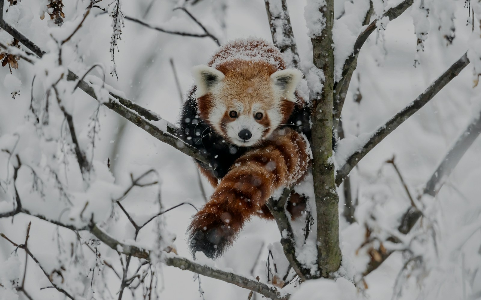 Red panda in a snowy tree at Schönbrunn Zoo, Vienna.