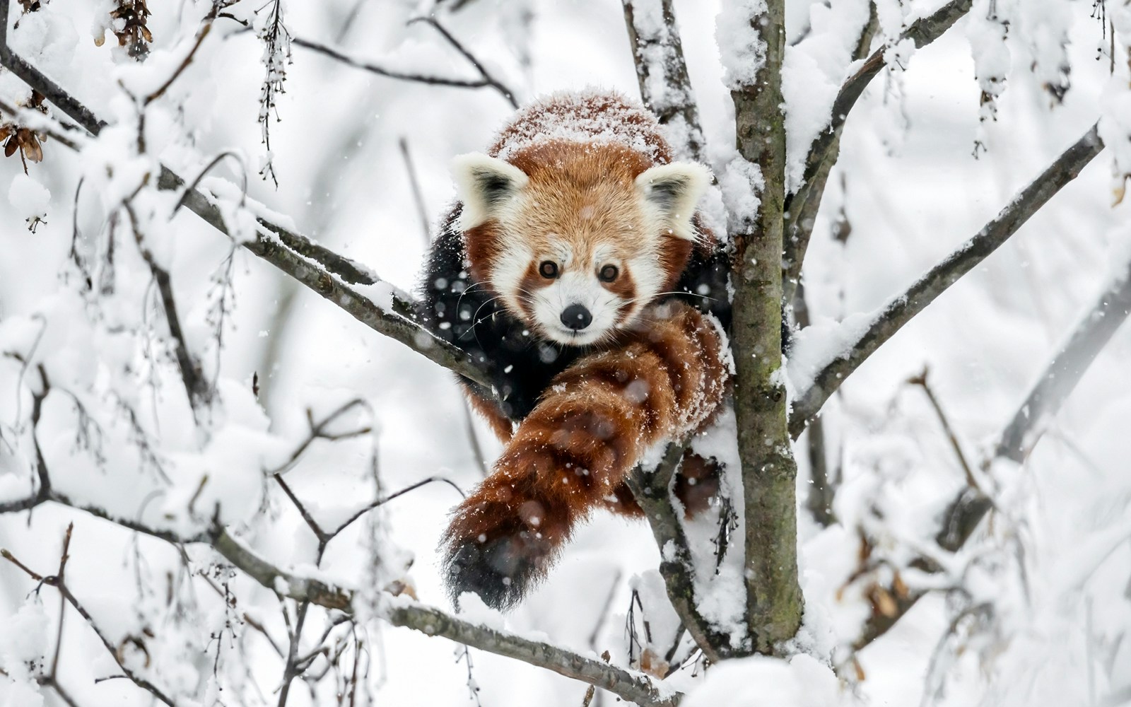 Red panda