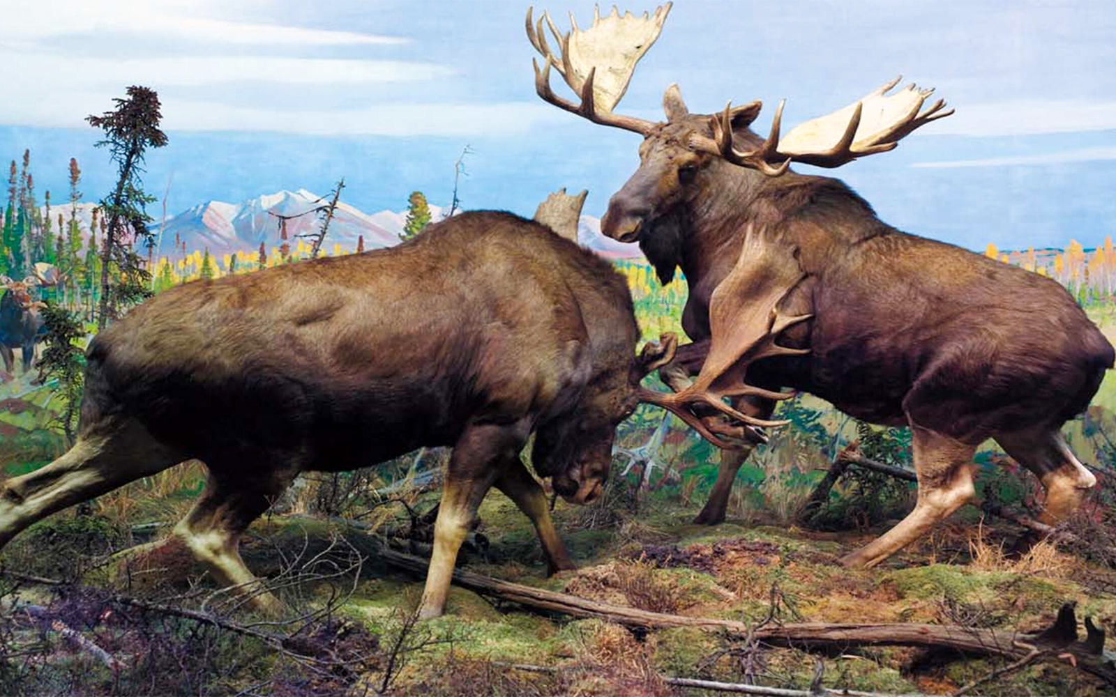Alaskan moose exhibit at Bernard Family Hall, American Museum of Natural History.