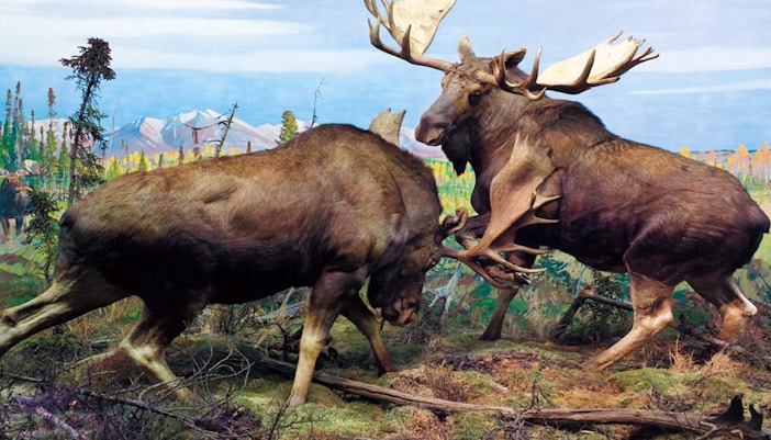Alaskan moose exhibit at Bernard Family Hall, American Museum of Natural History.