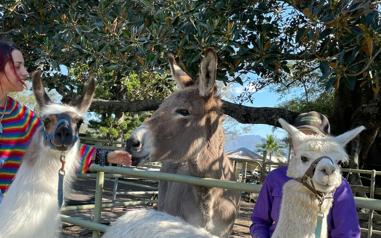 Llamas and a donkey with visitors on a farm during a 1hr Premium Animal Tour, Brisbane.