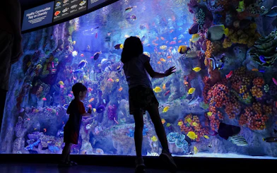 Children observing coral fish at New England Aquarium, Boston.