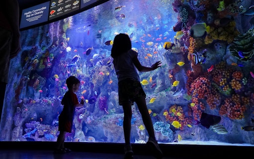 Children observing coral fish at New England Aquarium, Boston.