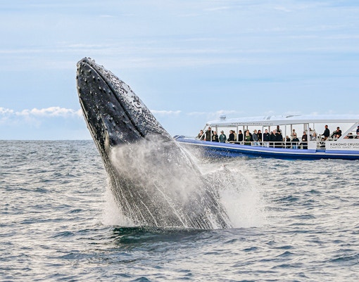 Things to do in Gold Coast