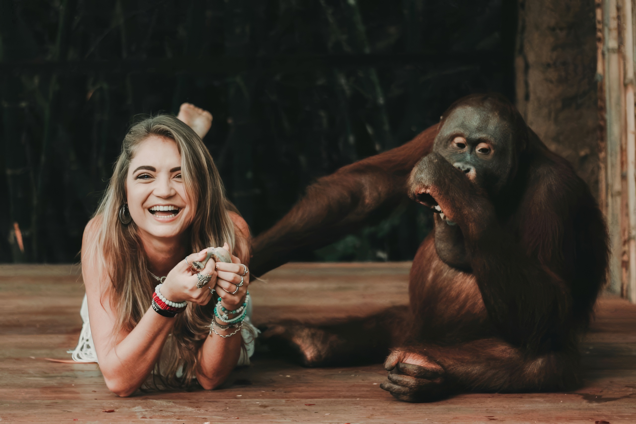 Person interacting with an orangutan at Lombok Wildlife Park.