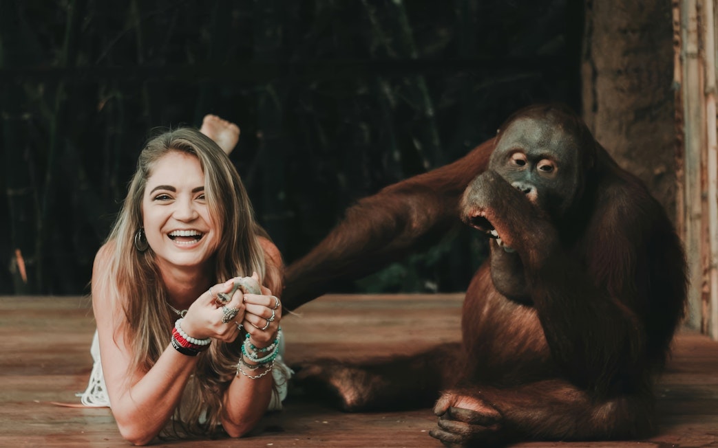 Person interacting with an orangutan at Lombok Wildlife Park.