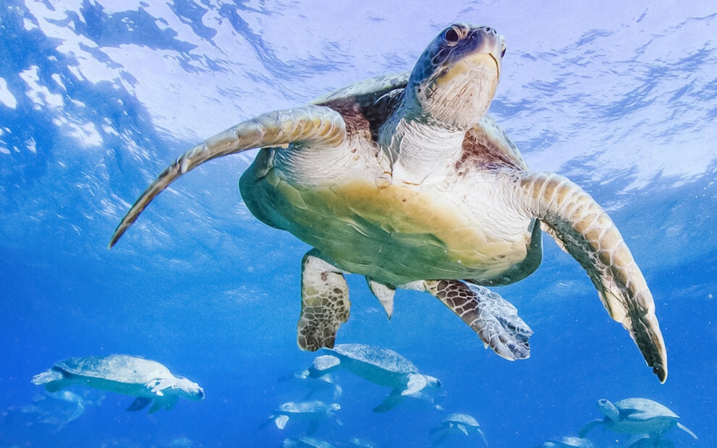 Sea turtle swimming underwater, part of the American Museum of Natural History exhibition.