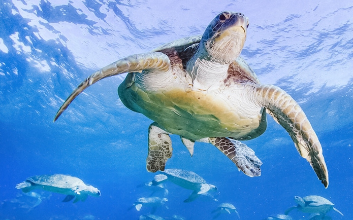 Sea turtle swimming underwater, part of the American Museum of Natural History exhibition.