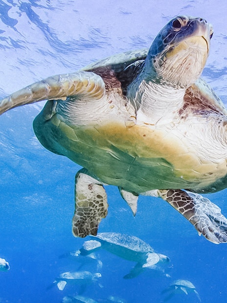 Sea turtle swimming underwater, part of the American Museum of Natural History exhibition.