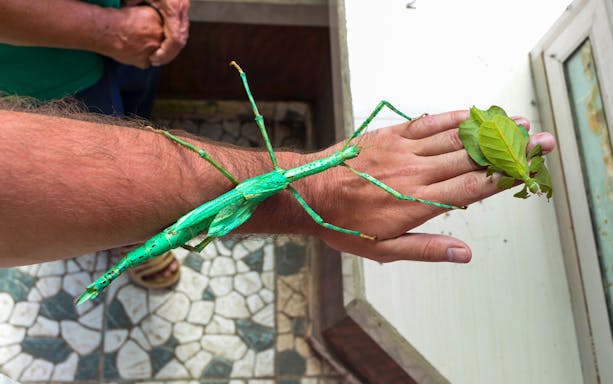 Hand holding a green stick insect at Kemenuh Butterfly Park, Bali.