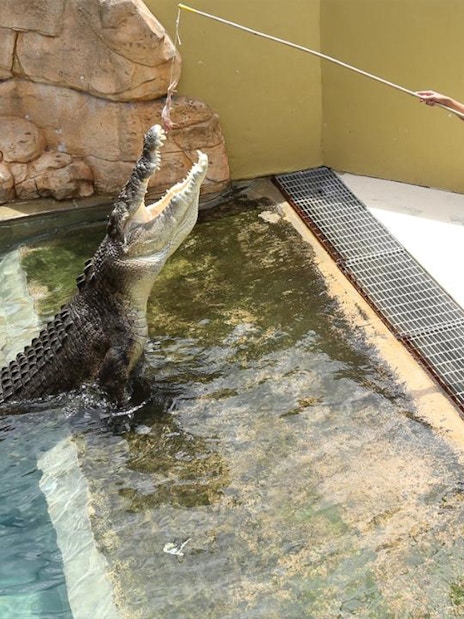 Crocodile feeding demonstration at Crocosaurus Cove, Darwin.