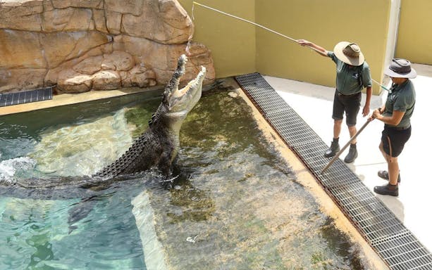Crocodile feeding demonstration at Crocosaurus Cove, Darwin.