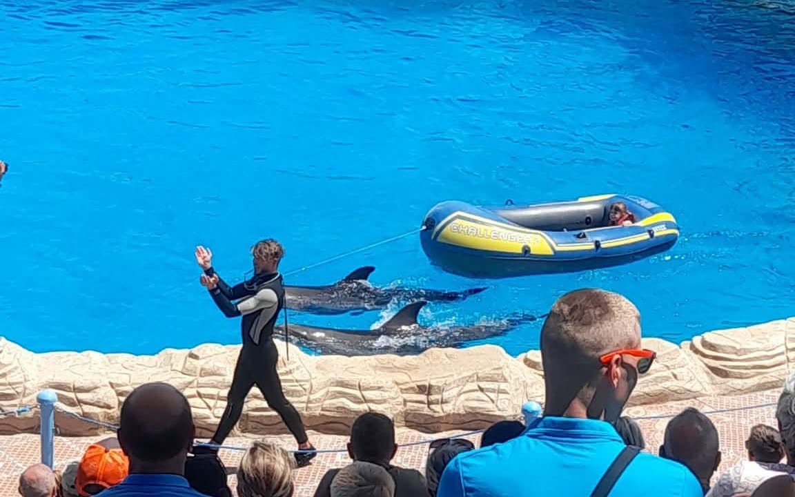 observarea delfinilor și spectacol live premium de calitate superioară - hurghada-4
