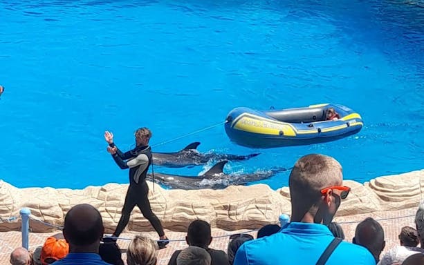 observarea delfinilor și spectacol live premium de calitate superioară - hurghada-4