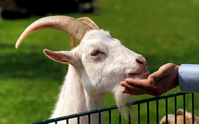 Goat being petted at Clemenshof, Cologne Zoo.