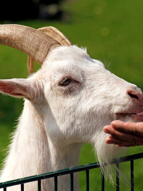 Goat being petted at Clemenshof, Cologne Zoo.