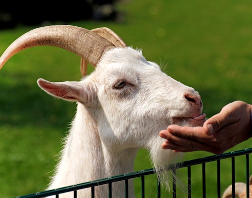 Visit the petting enclosure
